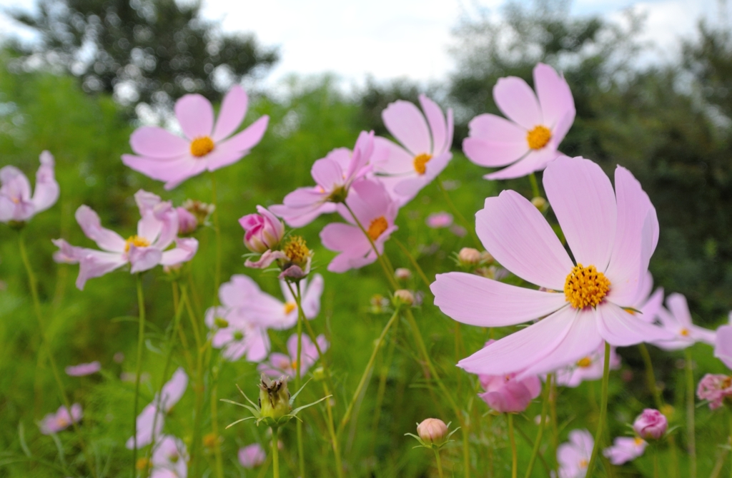 風に靡く秋桜