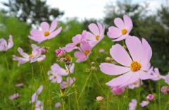風に靡く秋桜