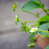 季節外れのいちごの花