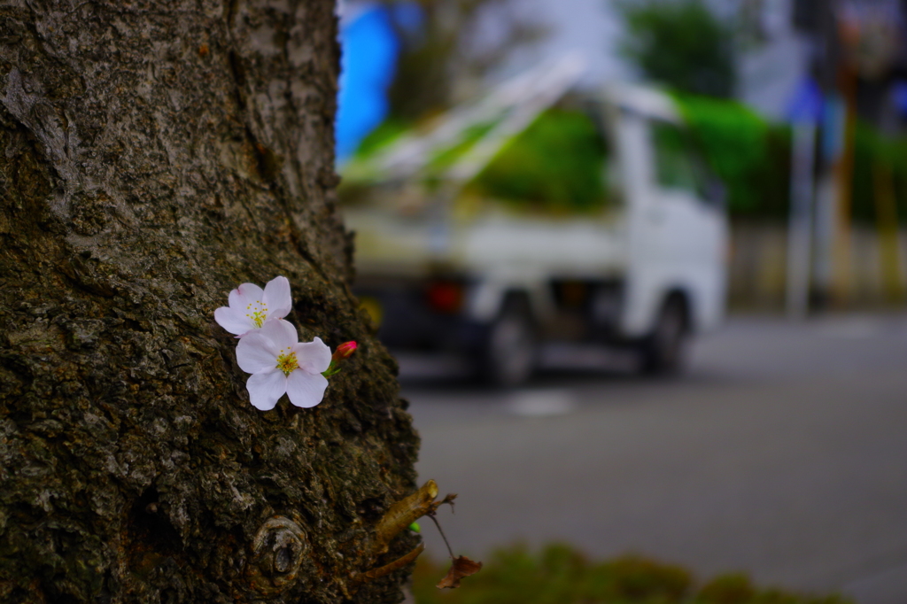 道端の桜3