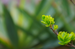 芽吹き