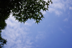 夏のもみじ