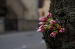 道端の桜1