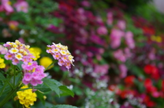 駅の脇の花畑