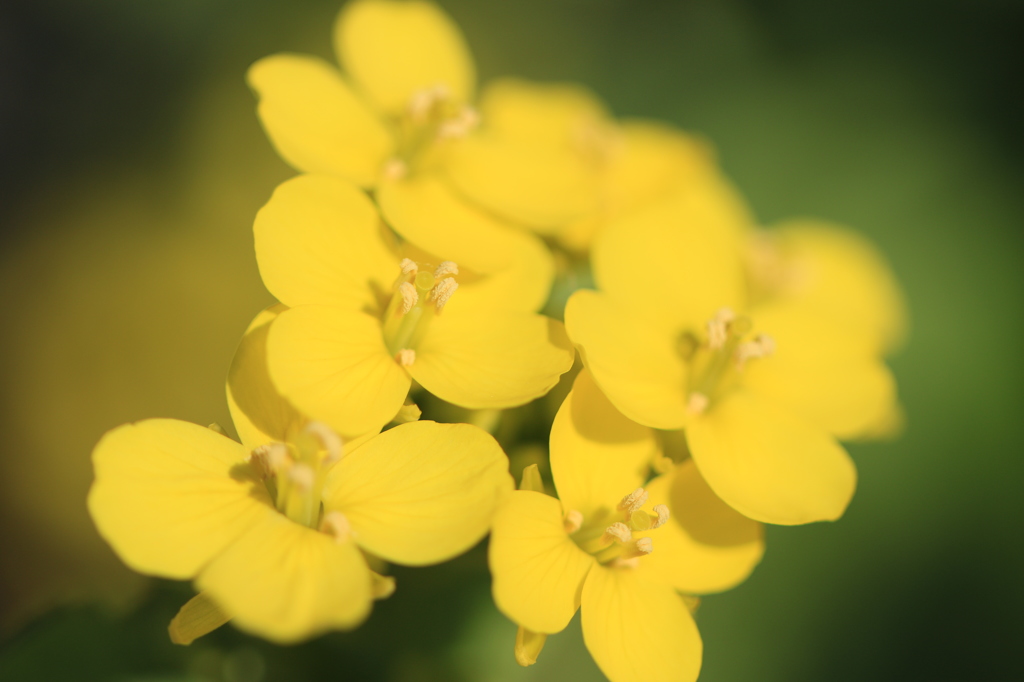 2016 春の花々 12