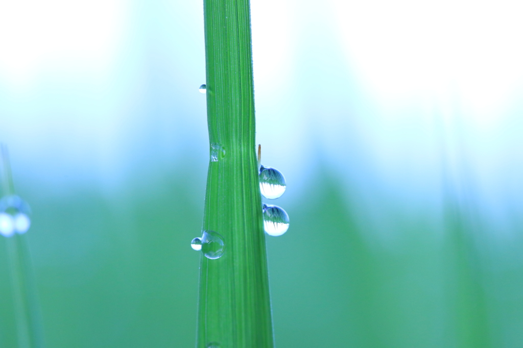 朝露 5