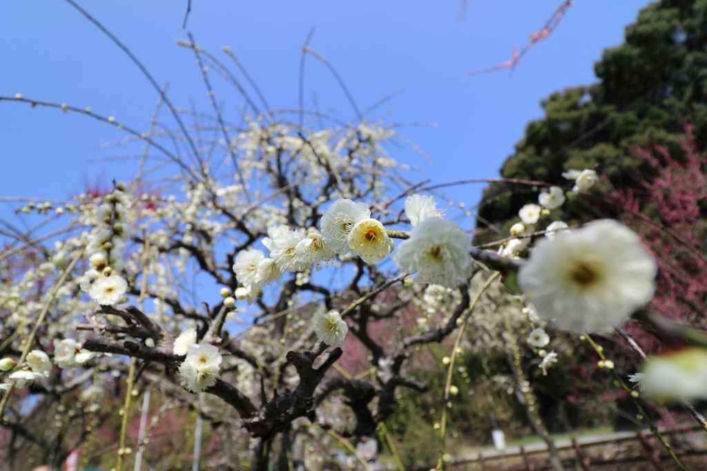 梅・開花！ ～ 春は近い ～ 22