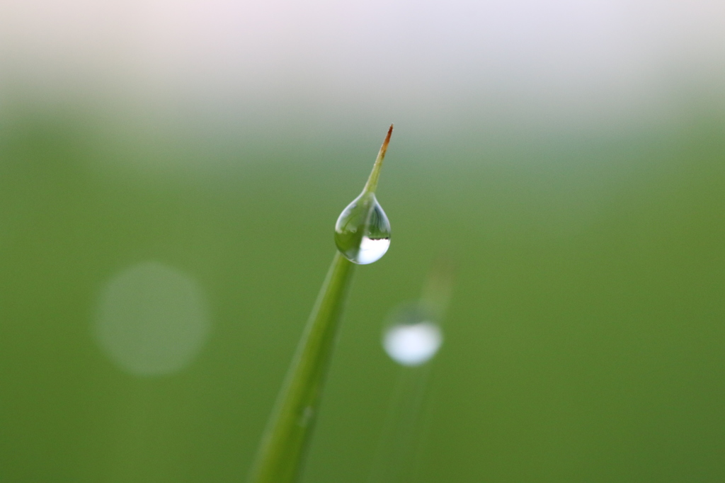 朝露 1