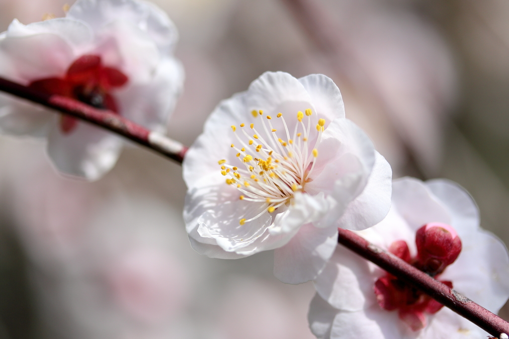 梅・開花！ ～ 春は近い ～ 15