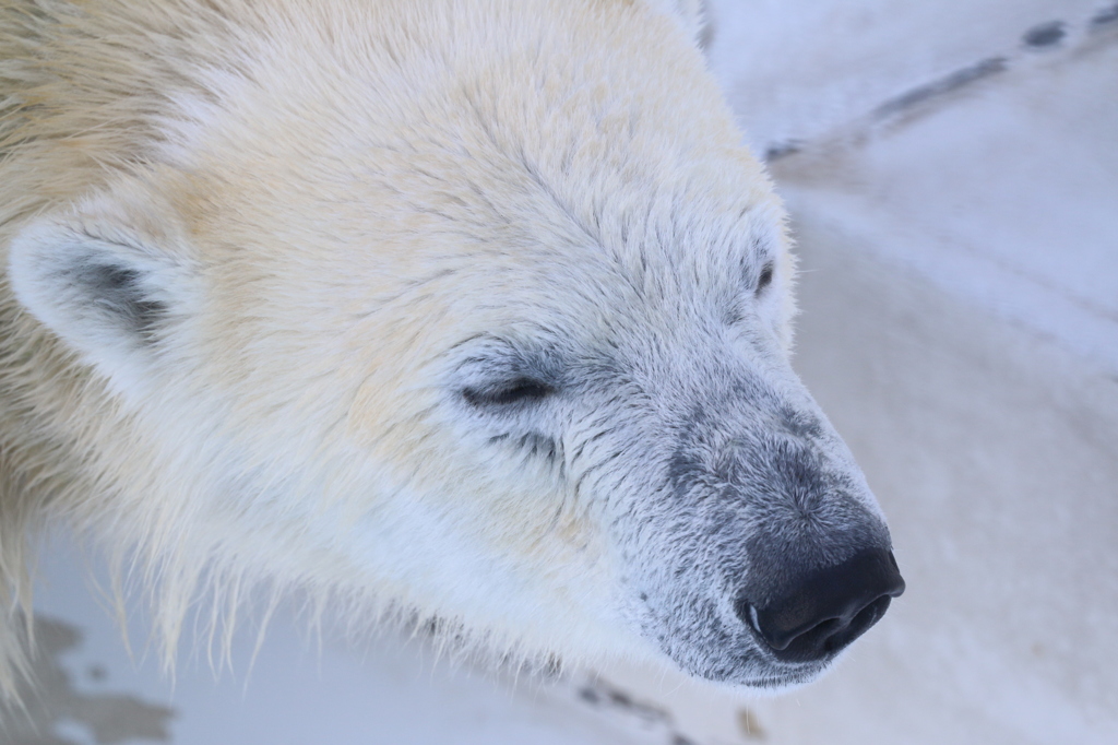 白い勇志 - 熊本市動植物園の仲間たち 14