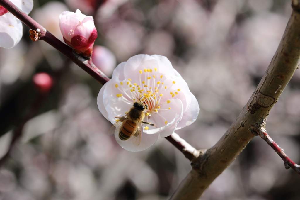 梅・開花！ ～ 春は近い ～ 16
