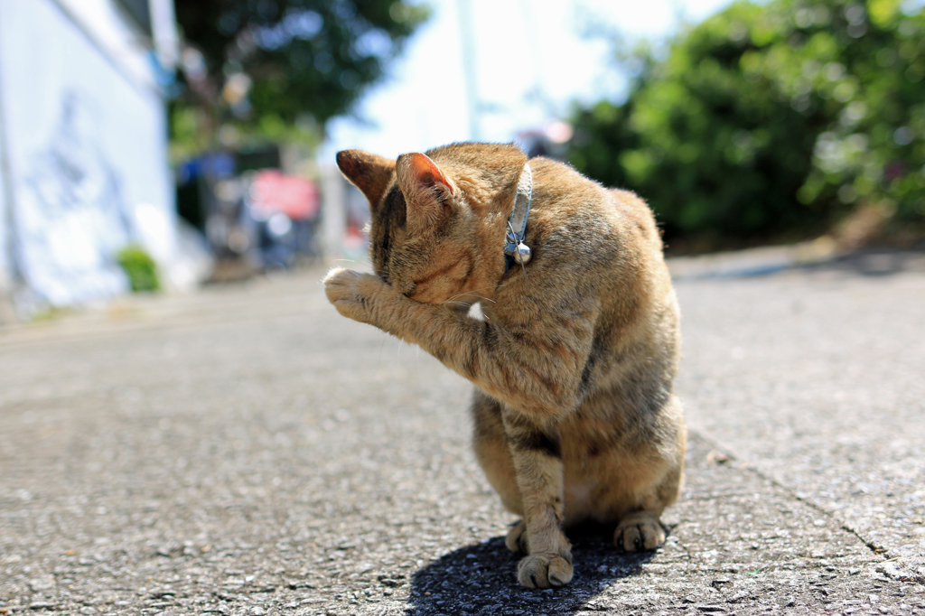 湯島猫紀行 12 - キャッ、私を写さないで！