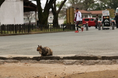 名城を見守る猫 2