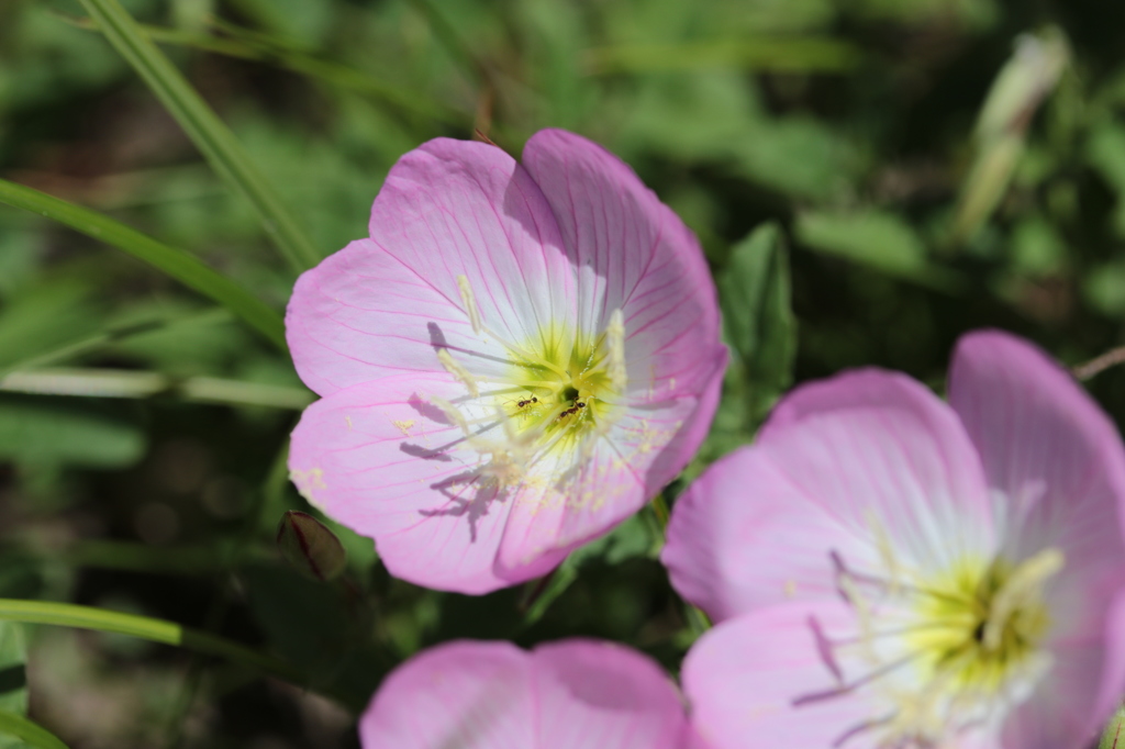 湯島の花 3