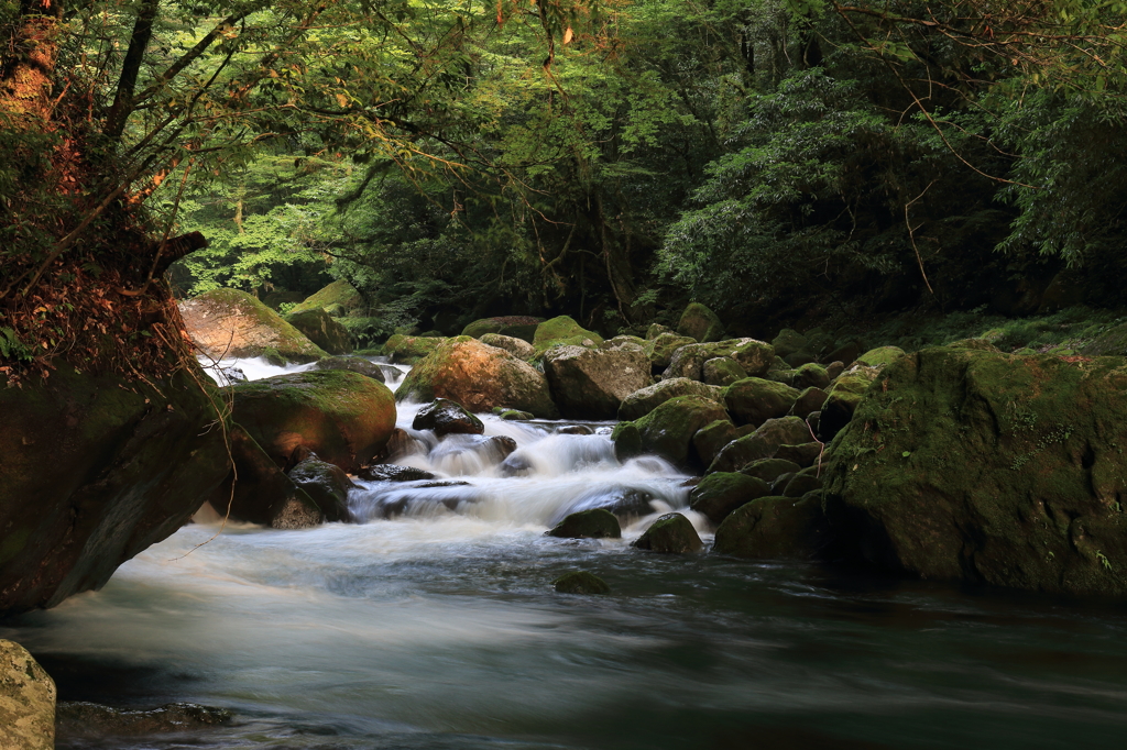 清流 “菊池渓谷” 14