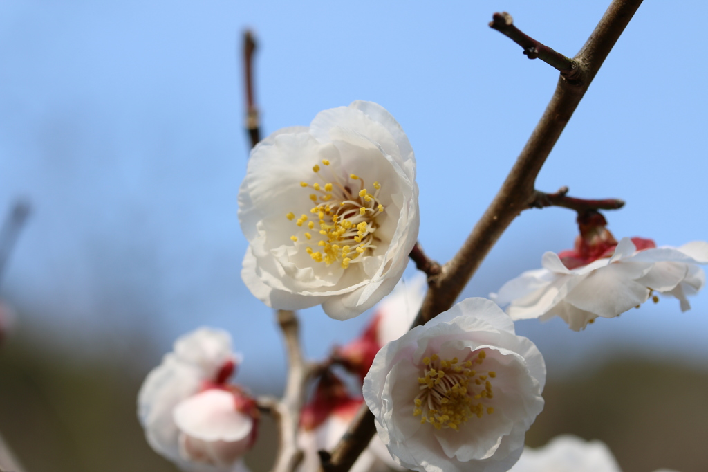 梅・開花！ ～ 春は近い ～ 8