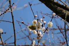 梅・開花！ ～ 春は近い ～ 28