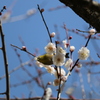 梅・開花！ ～ 春は近い ～ 28