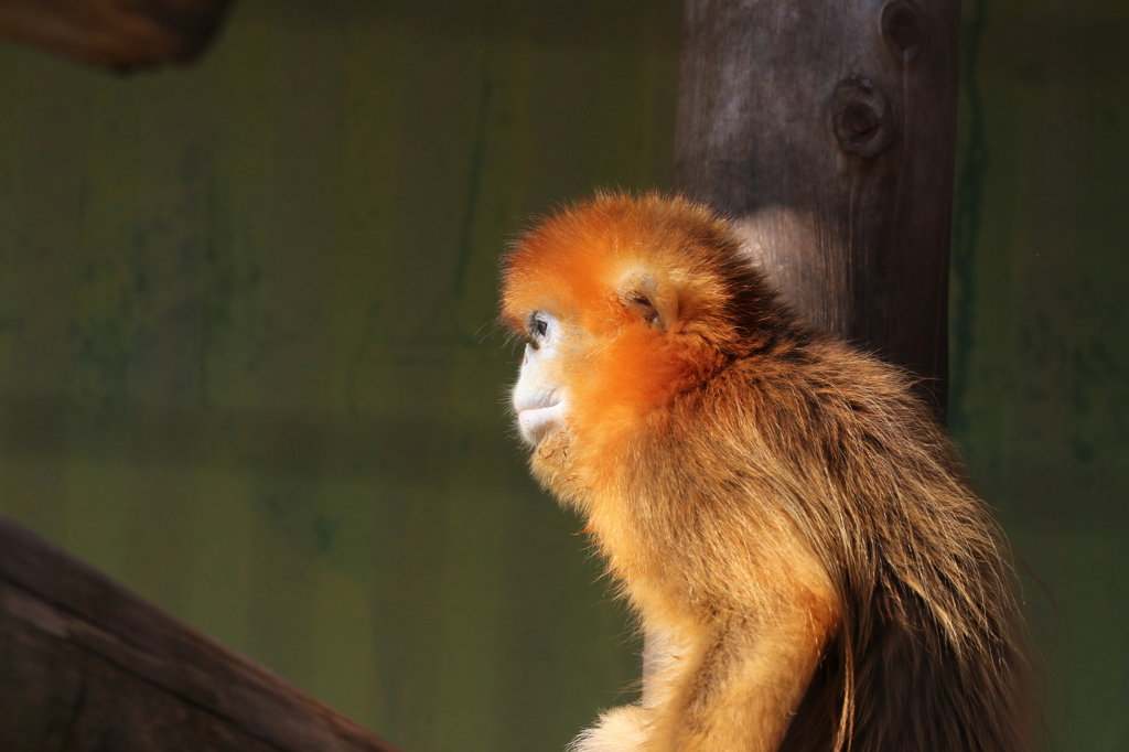 金糸猴 (キンシコウ) - 熊本市動植物園の仲間たち 27