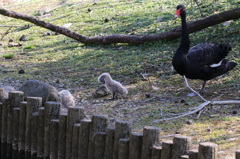 毛繕い - 熊本市動植物園の仲間たち 22