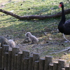 毛繕い - 熊本市動植物園の仲間たち 22