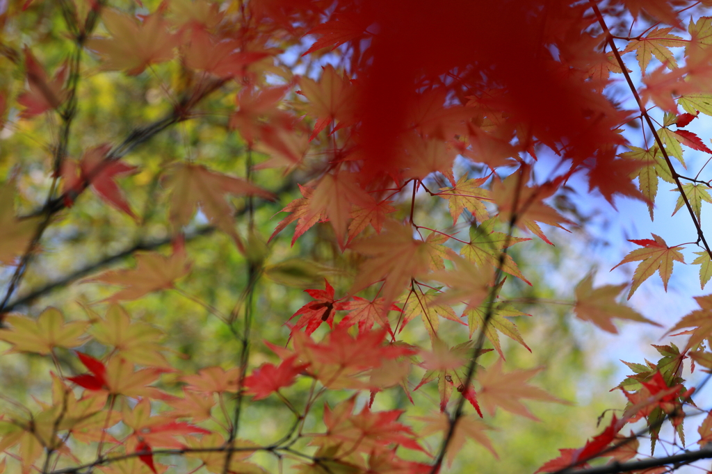 紅葉準備中 2