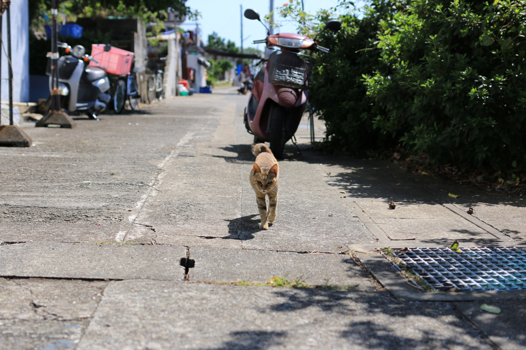 湯島猫紀行 11 - 忍び寄る…