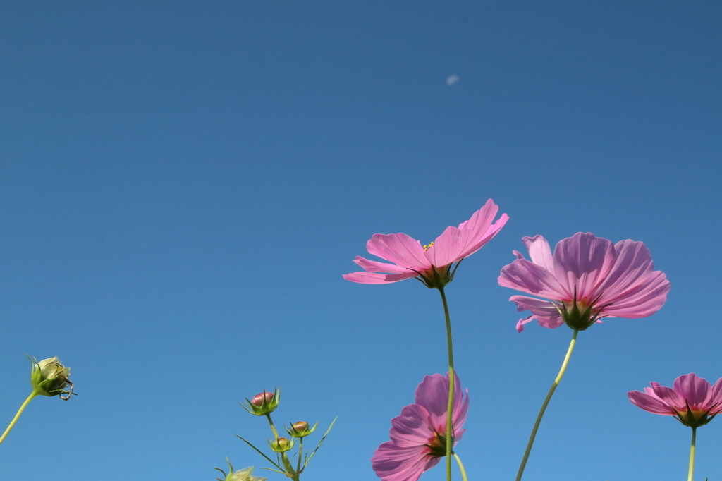 月の雫