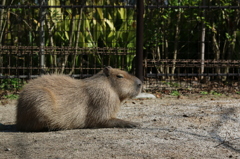 カピバラさん - 熊本市動植物園の仲間たち 17