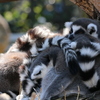 ああっ、俺ももう…だ・め… ZZZzz... - 熊本市動植物園の仲間たち 5