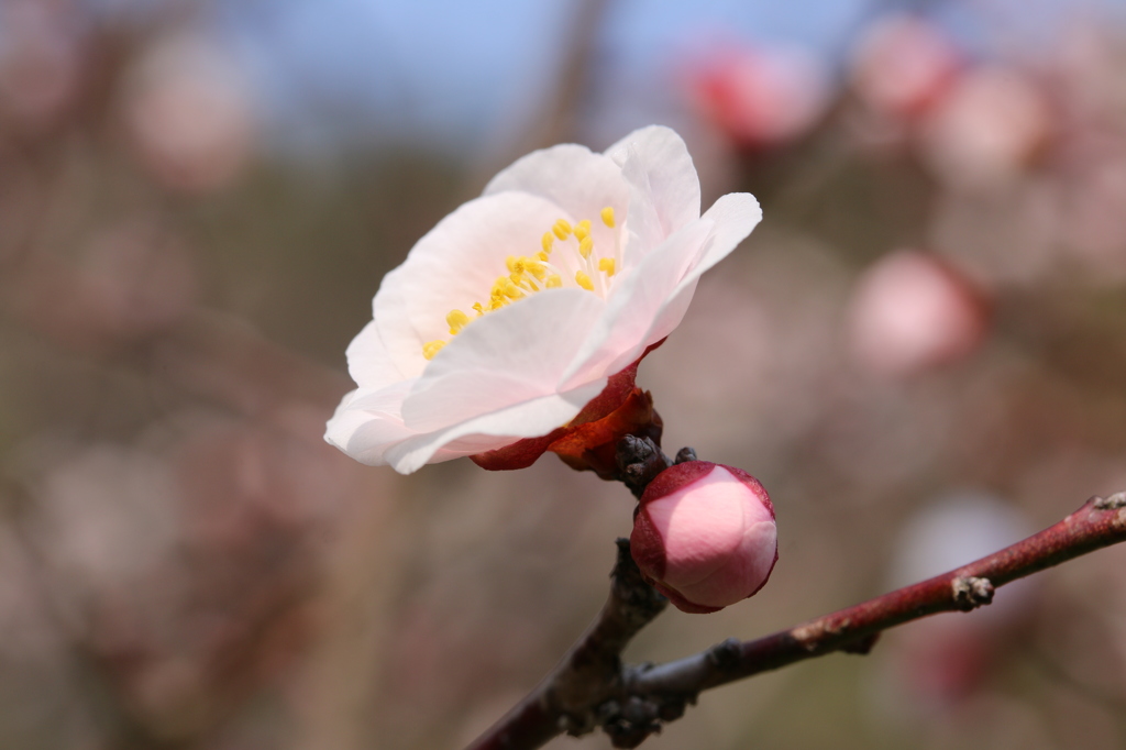 梅・開花！ ～ 春は近い ～ 1
