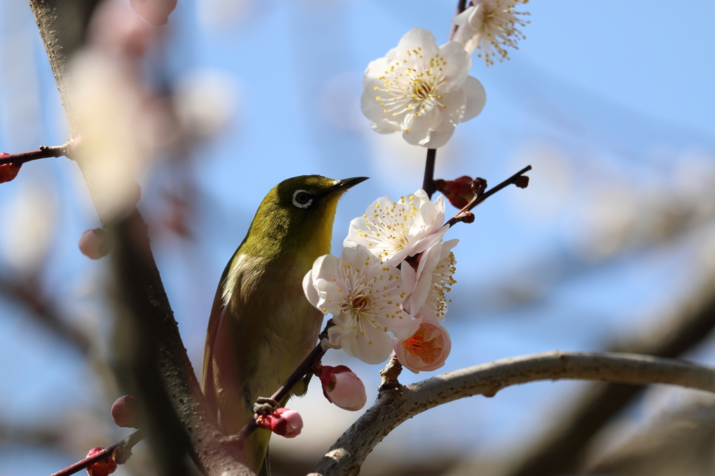 梅・開花！ ～ 春は近い ～ 26