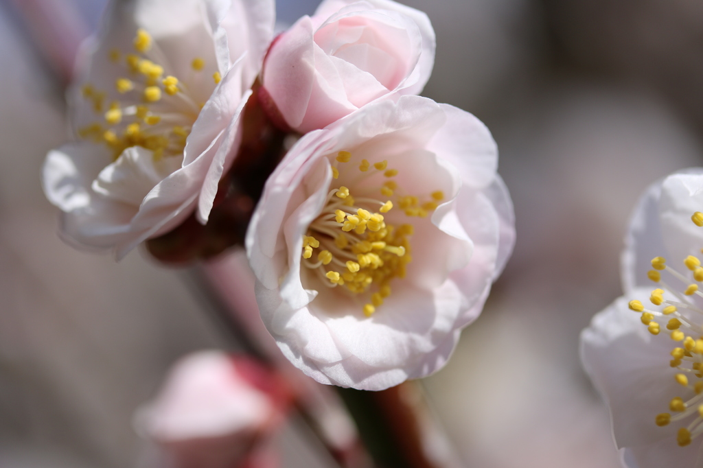 梅・開花！ ～ 春は近い ～ 21