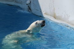 泳ぎも得意だよ！ - 熊本市動植物園の仲間たち 9