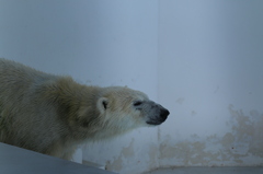 遠い目… - 熊本市動植物園の仲間たち 10