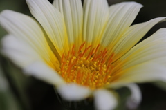 湯島の花 2