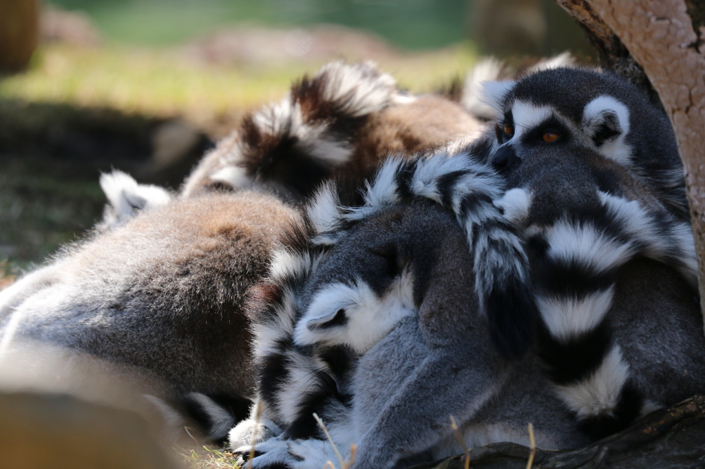 みんなでお昼寝…ZZZzz... - 熊本市動植物園の仲間たち 4