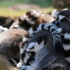 みんなでお昼寝…ZZZzz... - 熊本市動植物園の仲間たち 4