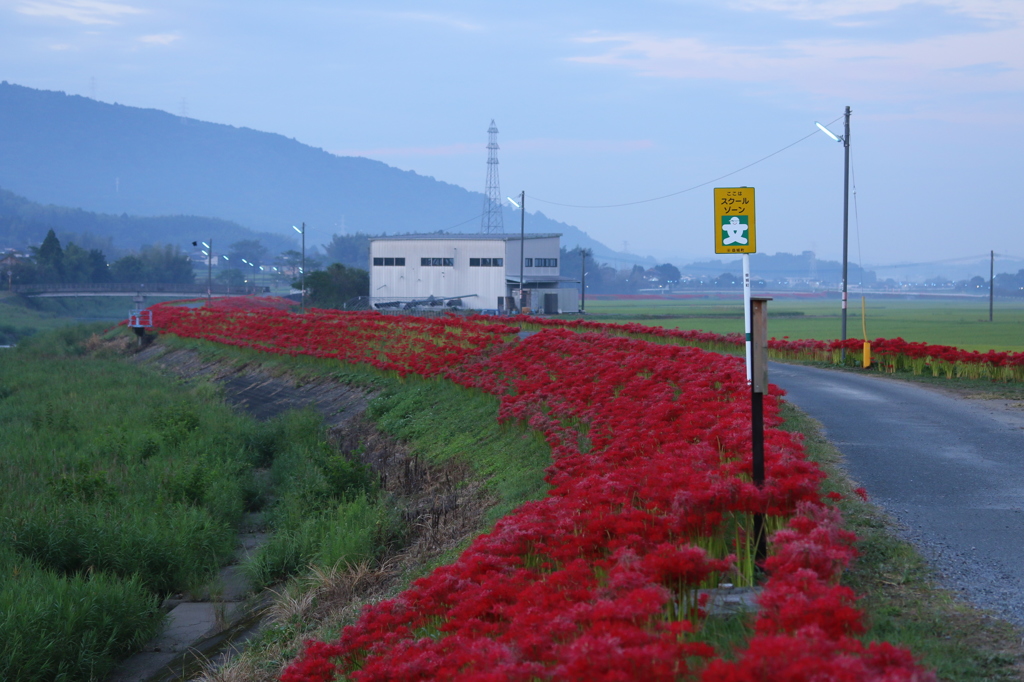 静かな朝の彼岸花