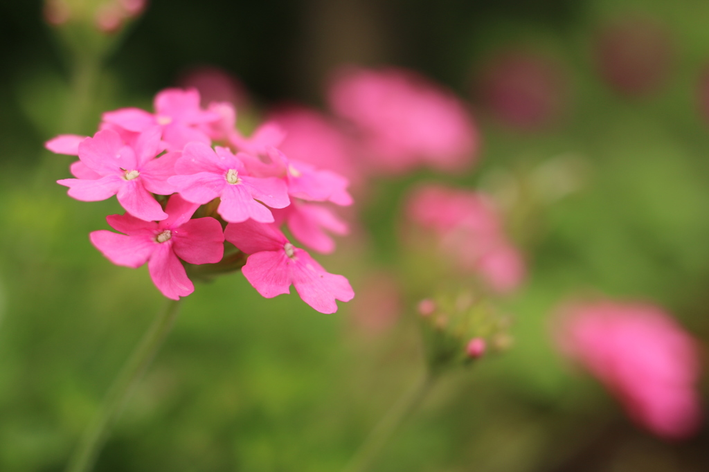 (花の名前が分かりません) 6