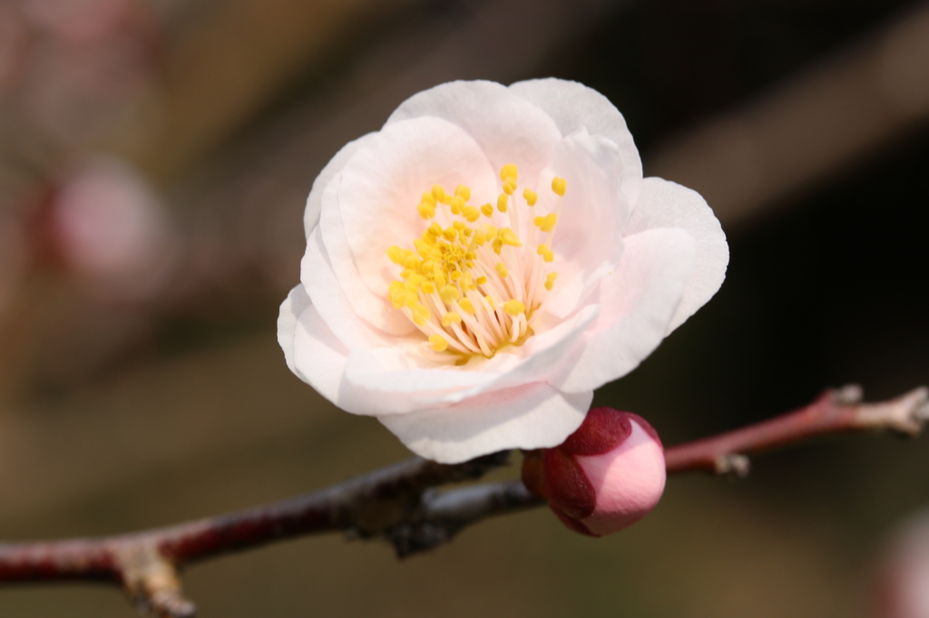 梅・開花！ ～ 春は近い ～ 2