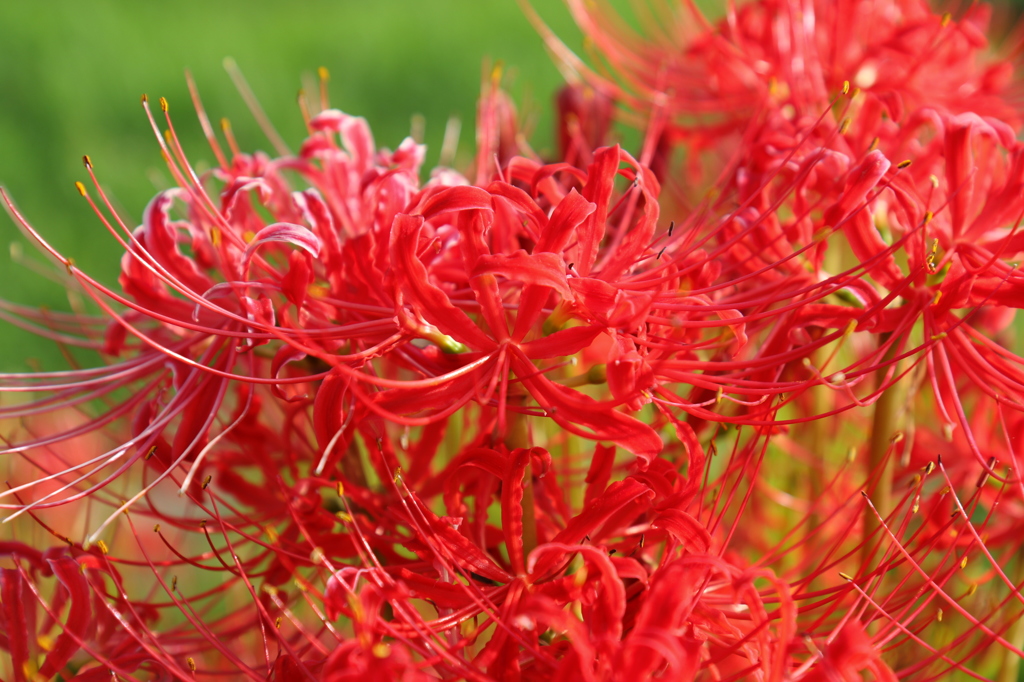 彼岸花 9