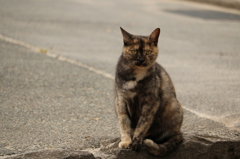 名城を見守る猫 1