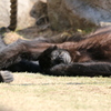 あったかいんだから～♪ - 熊本市動植物園の仲間たち 2