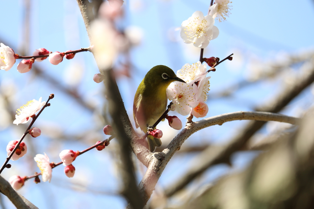 梅・開花！ ～ 春は近い ～ 25