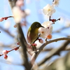 梅・開花！ ～ 春は近い ～ 25