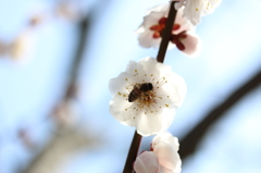 梅・開花！ ～ 春は近い ～ 14