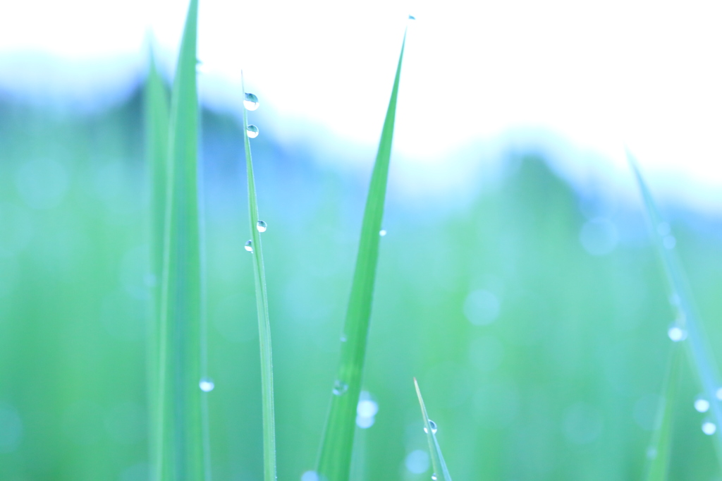 朝露 6