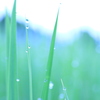 朝露 6