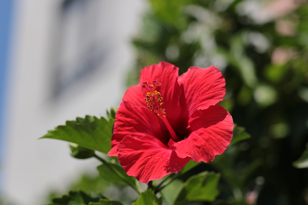 湯島の花 1